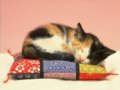 The Cat's Elopement