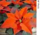 VOAӢ:Special trees and plants are part of the Christmas